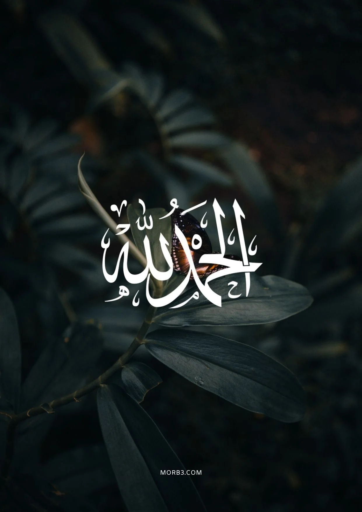 ibrahim 